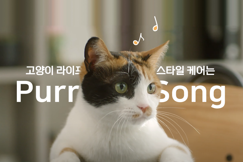 고양이 라이프 스타일 케어는 Purrsong